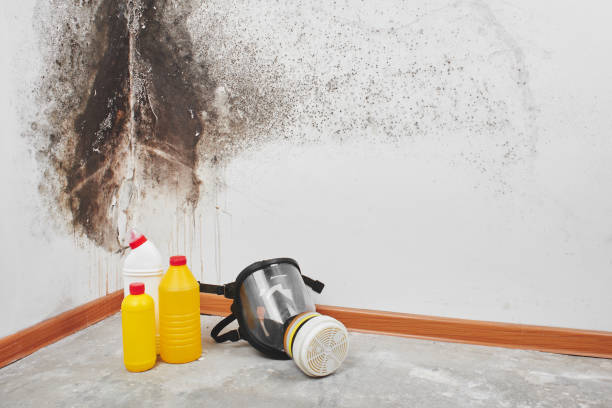 Professional Mold Removal in Humboldt, KS