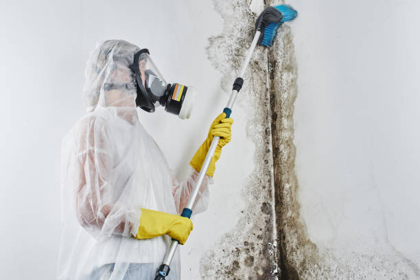 Best Mold Cleaning Services  in Humboldt, KS