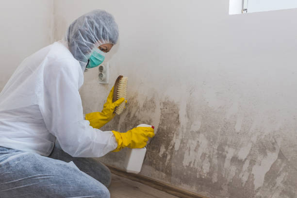 Best Professional Mold Removal  in Humboldt, KS