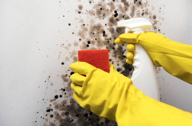 Best Office Mold Removal Services  in Humboldt, KS