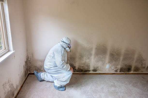 Best Commercial Mold Removal  in Humboldt, KS