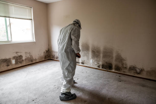 Best Certified Mold Removal  in Humboldt, KS