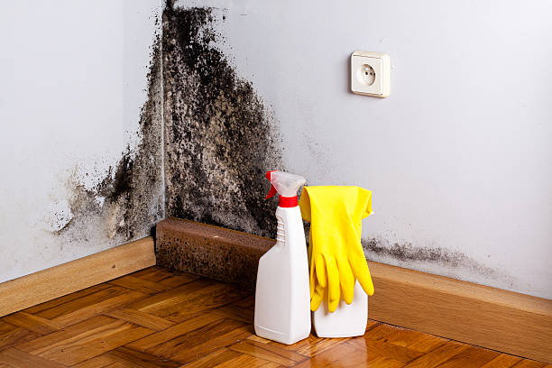 Best Mold Damage Repair  in Humboldt, KS