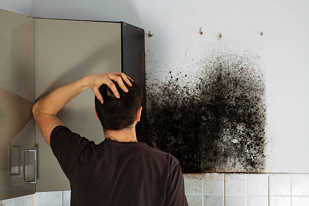 Best Residential Mold Removal  in Humboldt, KS