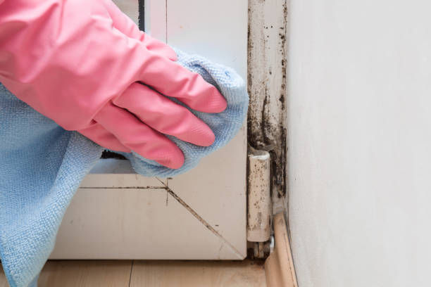 Mold Testing and Removal in Humboldt, KS